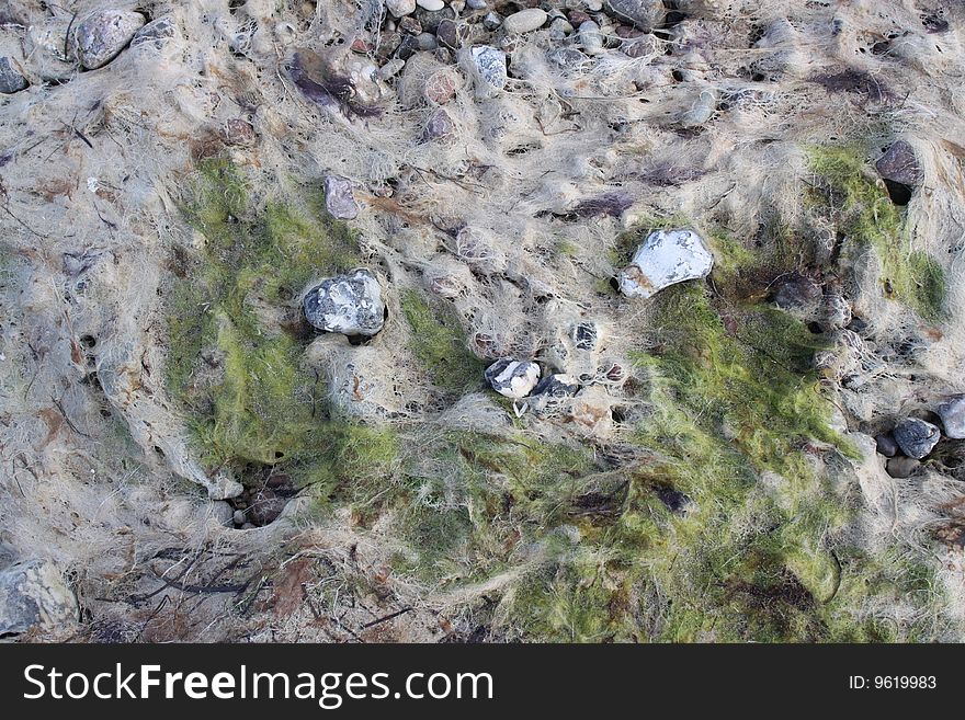 Stones laying on the beach and covered with seaweed can be used as a frame filling background. Stones laying on the beach and covered with seaweed can be used as a frame filling background