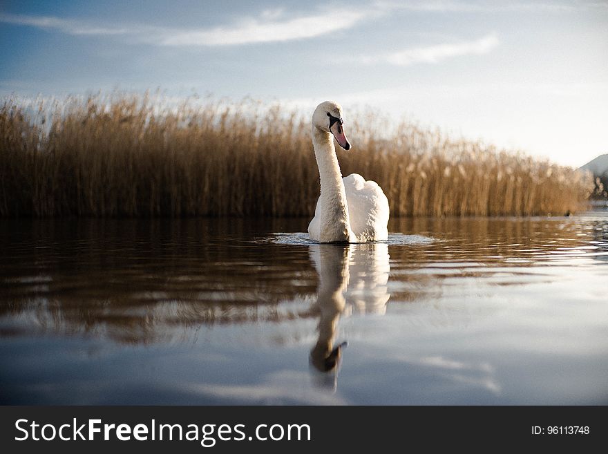 Portrait of swan swimming and reflecting in calm waters with reeds on shoreline. Portrait of swan swimming and reflecting in calm waters with reeds on shoreline.