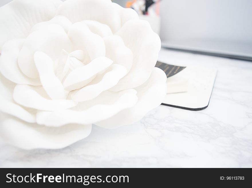 Close up of petals of white rose blossom.