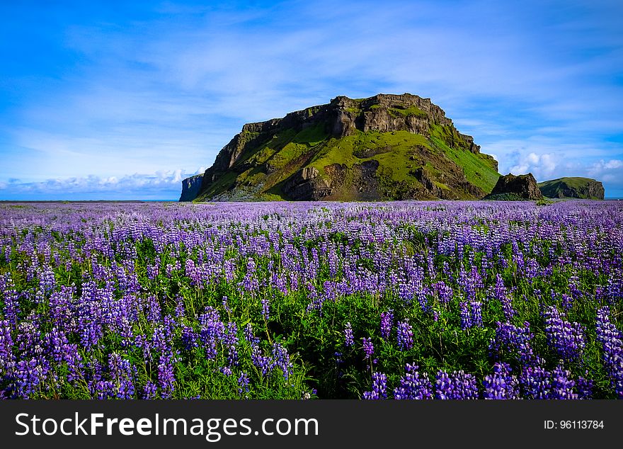 Wildflowers In Field With Rock Formation
