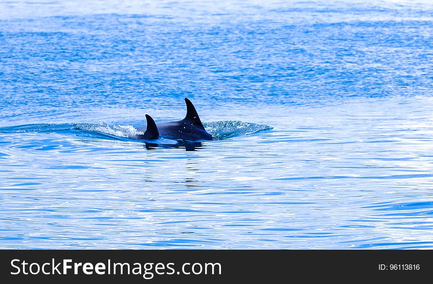 Fins of swimming orcas in blue waters on sunny day.