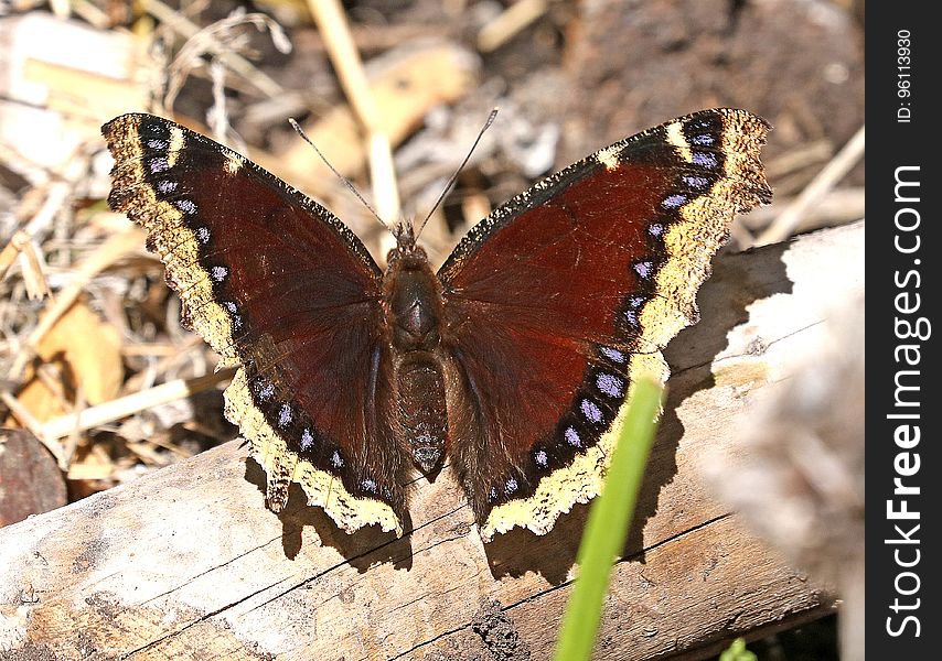 MOURNING CLOAK &x28;Nympahalis Antiopa&x29;&x28;6-1-2017&x29; Boulder Mt, Garfield Co, Ut -01