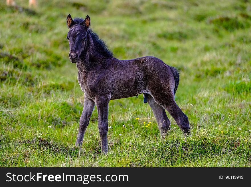 A black foal on a green pasture. A black foal on a green pasture.