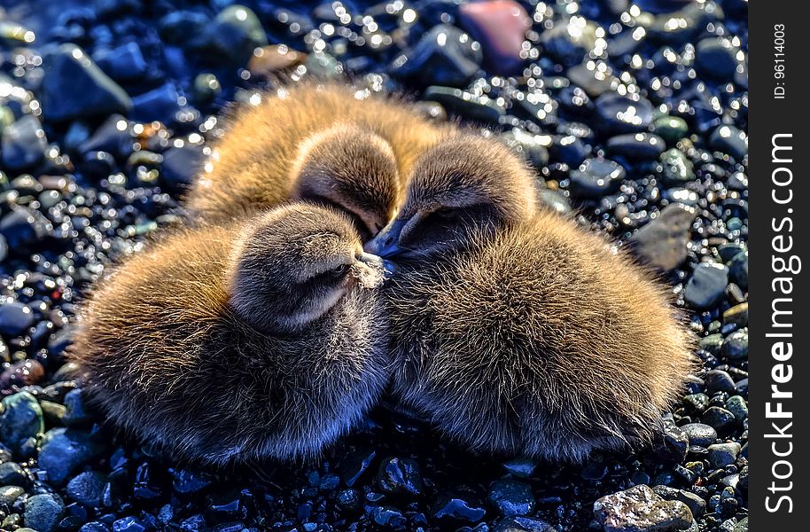 Young ducklings huddled together on wet pebbles. Young ducklings huddled together on wet pebbles.