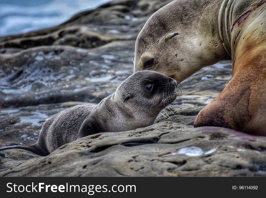 Seal on rocky beach nursing newborn pub. Seal on rocky beach nursing newborn pub.