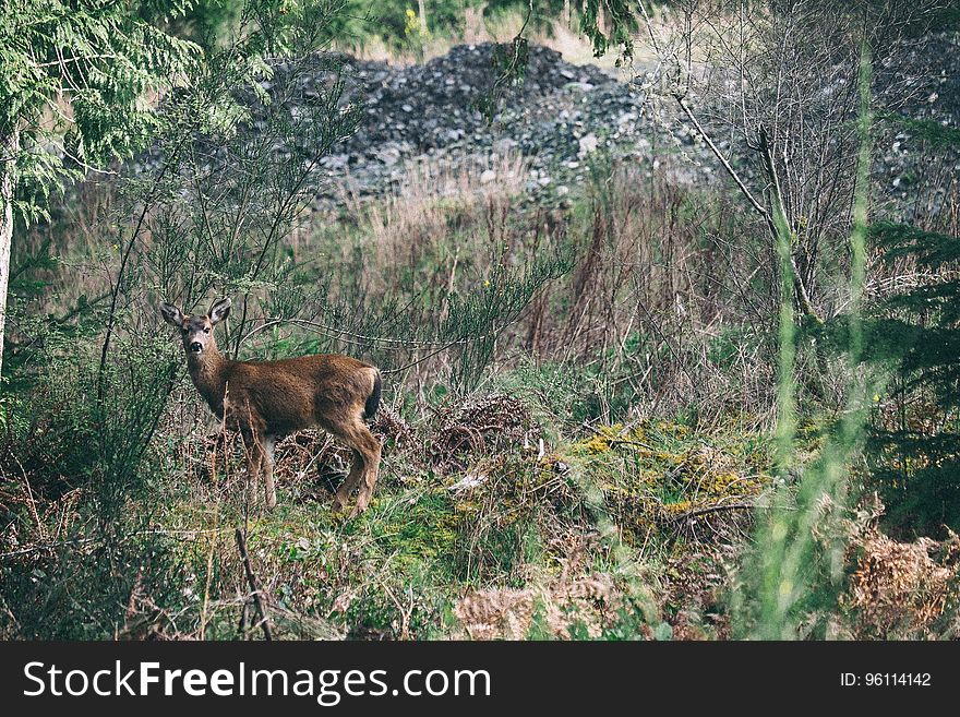 A deer on a wild mountain meadow. A deer on a wild mountain meadow.