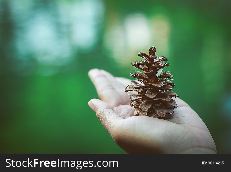 A person holding a pinecone on their hand. A person holding a pinecone on their hand.