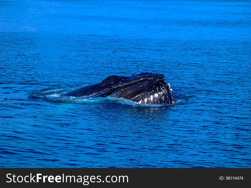 A whale coming up for a breath.
