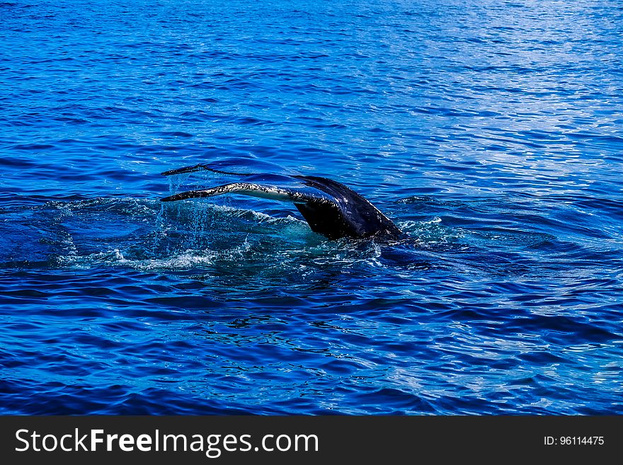 A whale diving underwater on a sunny day.