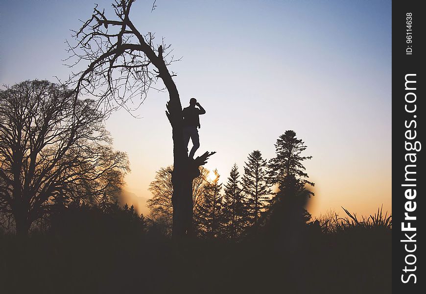 Silhouette of man standing in bare limbs of tree in forest at sunset. Silhouette of man standing in bare limbs of tree in forest at sunset.