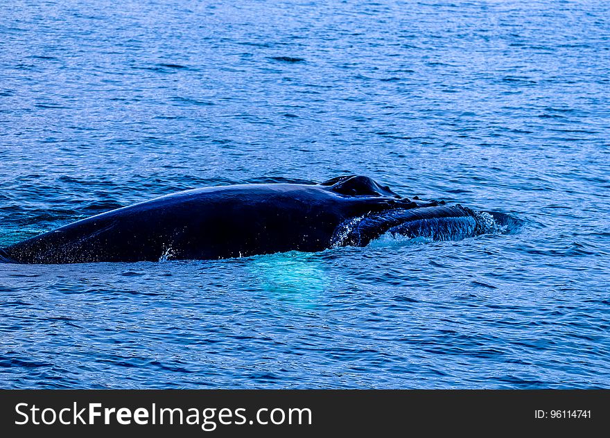 A close up of a whale emerging from the sea. A close up of a whale emerging from the sea.