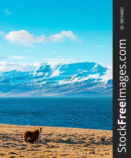 A horse standing on the coast and a snowcapped mountain in the background. A horse standing on the coast and a snowcapped mountain in the background.
