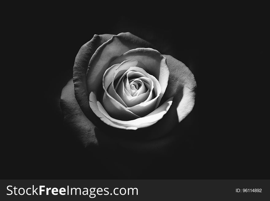 A close up of a black and white rose.