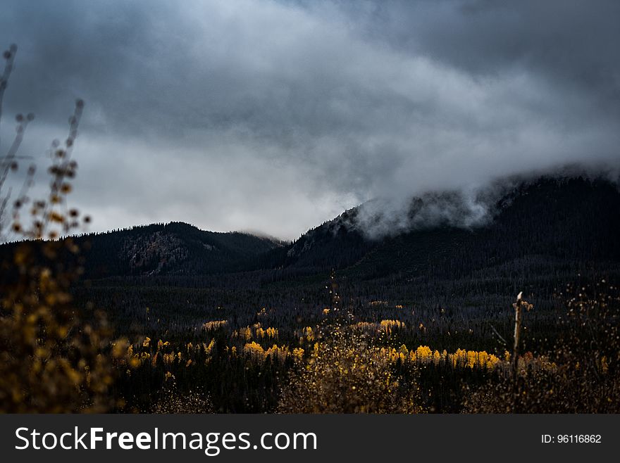 Yellow Flower Under Cloudy Sky During Daytime