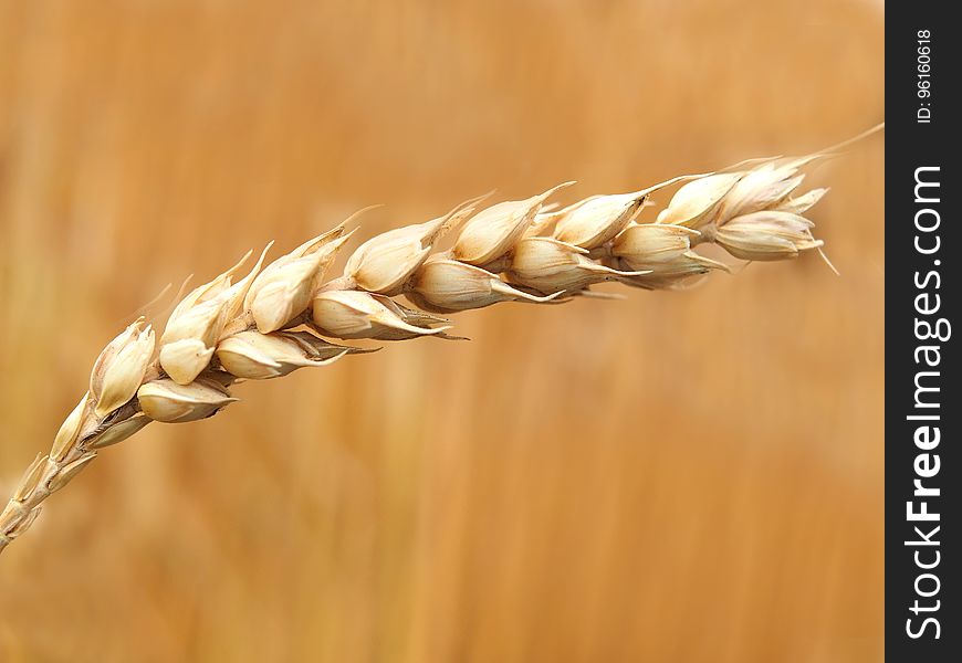 Wheat Grains Closeup Photography