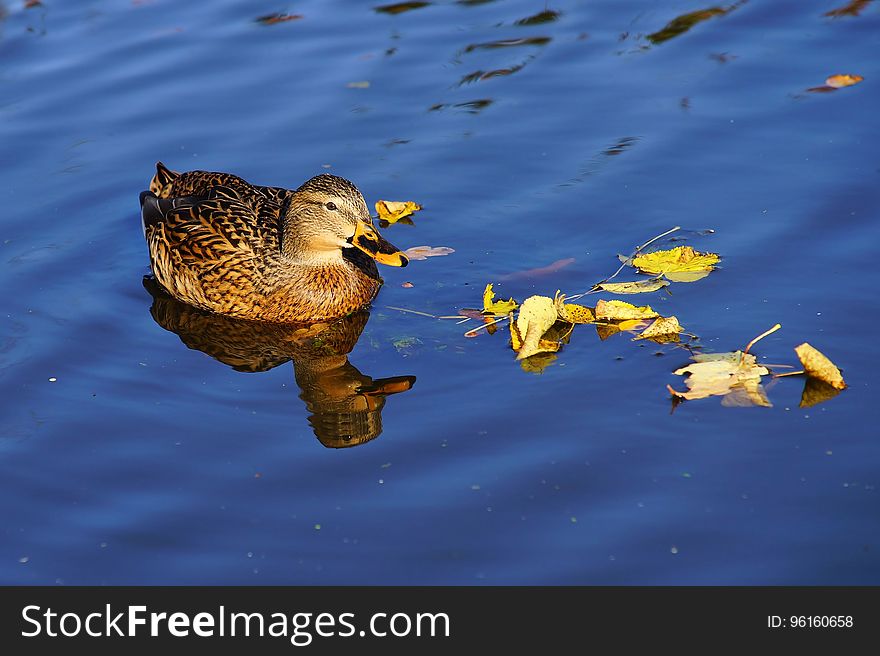 Close-up Of Duck Swimming In Lake