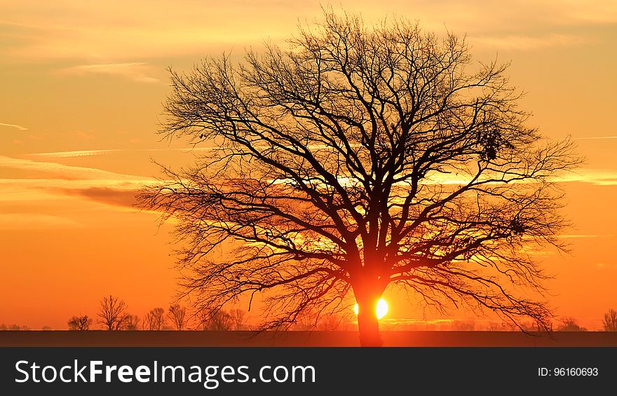 Silhouette Bare Tree Against Sky during Sunset