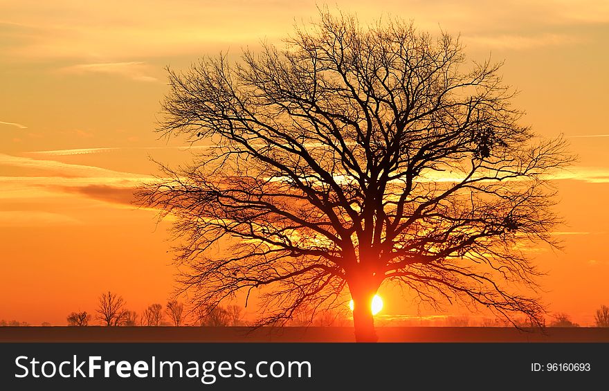 Silhouette Bare Tree Against Sky During Sunset