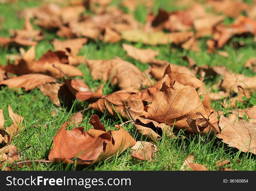 Brown Leafs on Green Grass