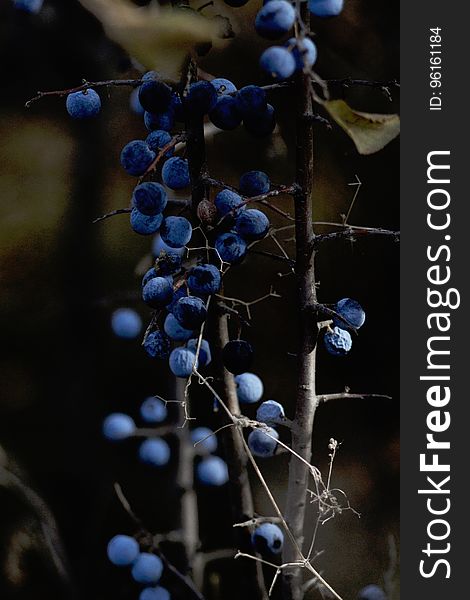 The Bunch of Blueberries Hanging on Branch