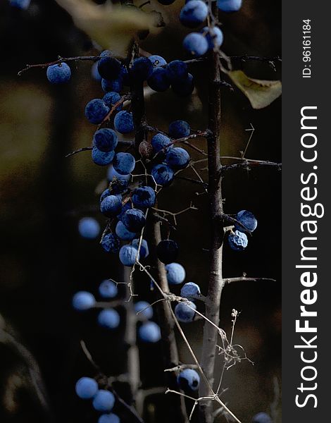 The Bunch Of Blueberries Hanging On Branch