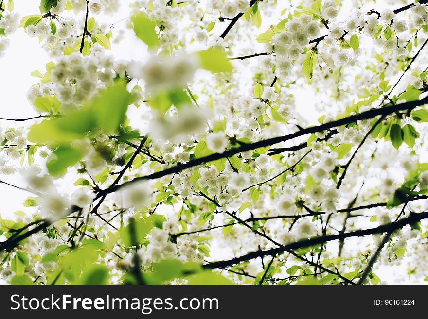 White Flower And Green Tree