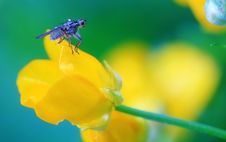 Fly On Buttercup Stock Photography Fly On Buttercup Stock Photography