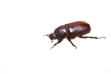 Beetle Stock Photo Beetle Stock Photo