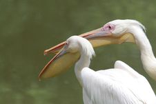 Pelicans Stock Image Pelicans Stock Image