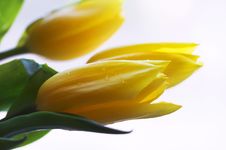 Yellow Tulips Royalty Free Stock Images Yellow Tulips Royalty Free Stock Images