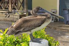Brown Pelican Resting Stock Image
