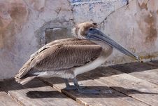 Lonley Brown Pelican Royalty Free Stock Photos Lonley Brown Pelican Royalty Free Stock Photos