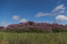 Lilac Bushes In A Bloom Royalty Free Stock Images Lilac Bushes In A Bloom Royalty Free Stock Images