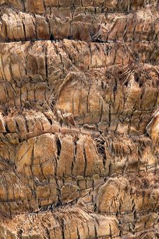 Palm Tree Texture Royalty Free Stock Image