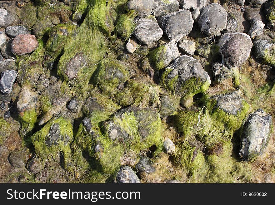 Stones laying on the beach and covered with seaweed can be used as a frame filling background. Stones laying on the beach and covered with seaweed can be used as a frame filling background