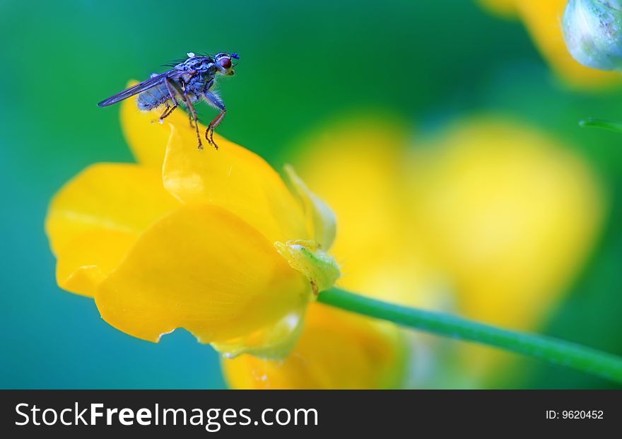 A fly resting on a buttercup flower in soft light. A fly resting on a buttercup flower in soft light