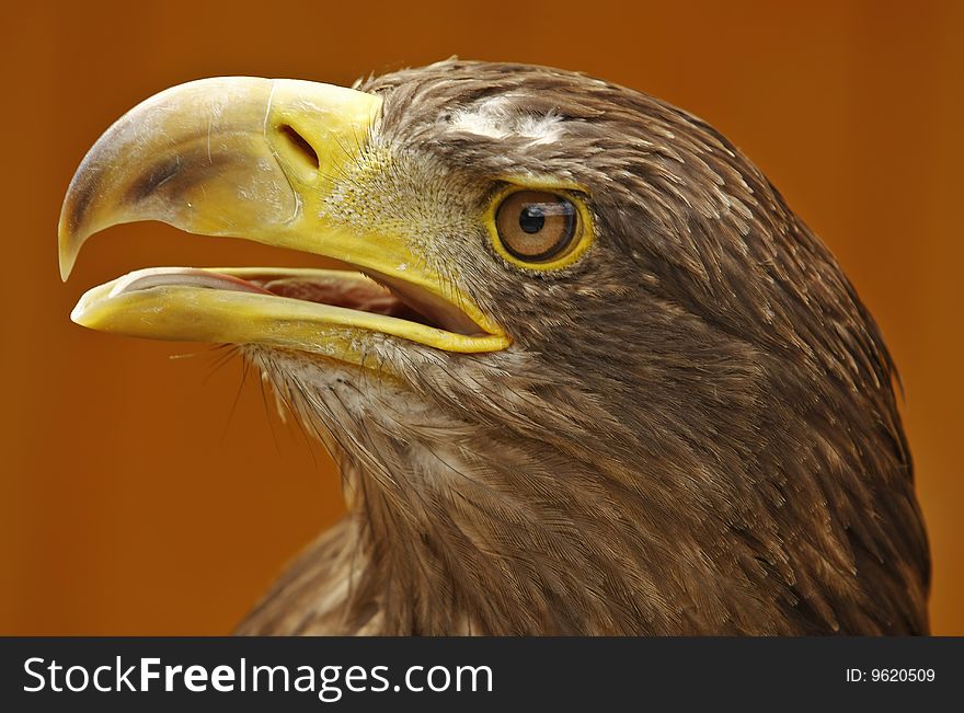 White-tailed Eagle