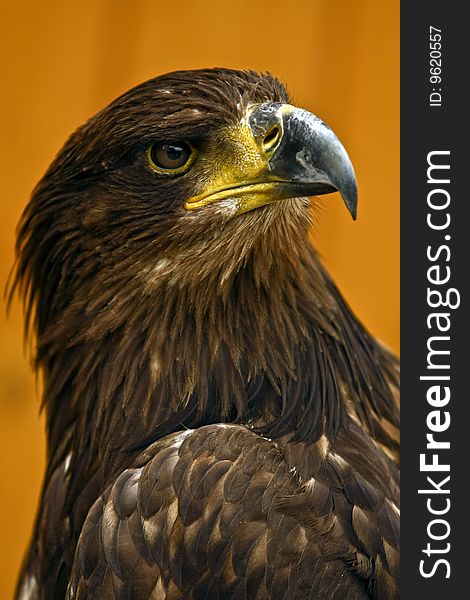 White-tailed Sea-eagle, Bird, eye,. White-tailed Sea-eagle, Bird, eye,