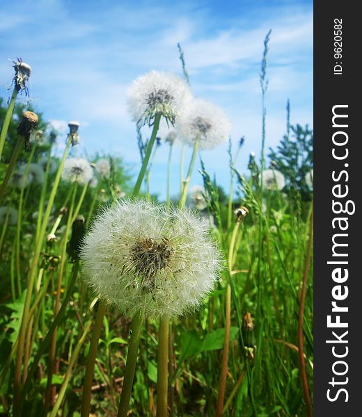 White dandelions, green grass and blue sky