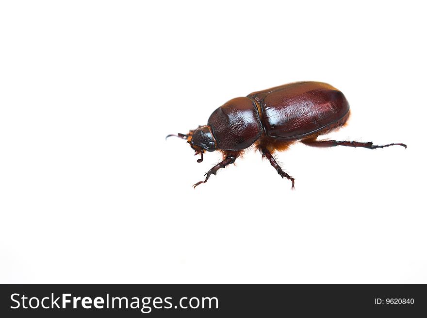A may beetle is on white background