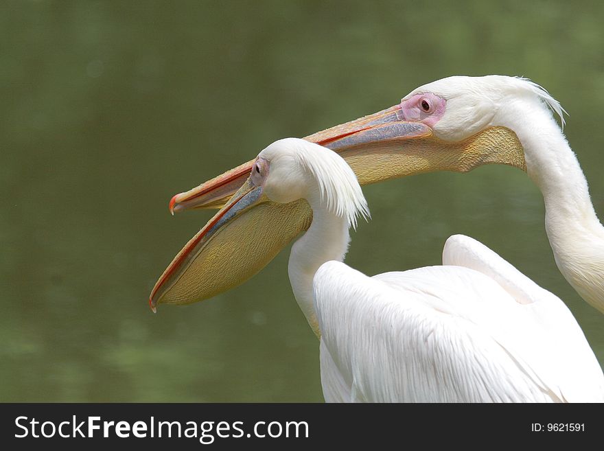 Two pelicans in front of a lake