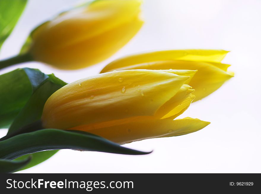 Yellow tulips on the white background