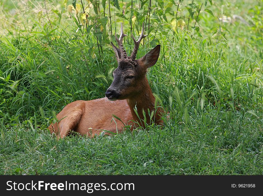 A beautiful deer taking a rest on the grass