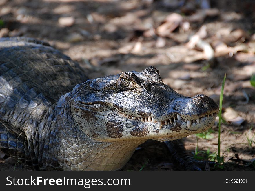 A Caiman / Crocodile / Alligator in the Pantanal region of Brazil