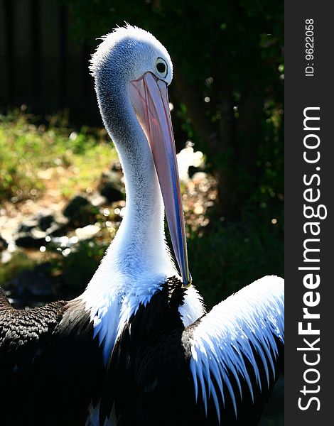 Pelican Back