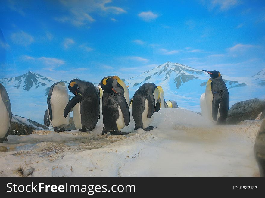 Group of penguins on ice