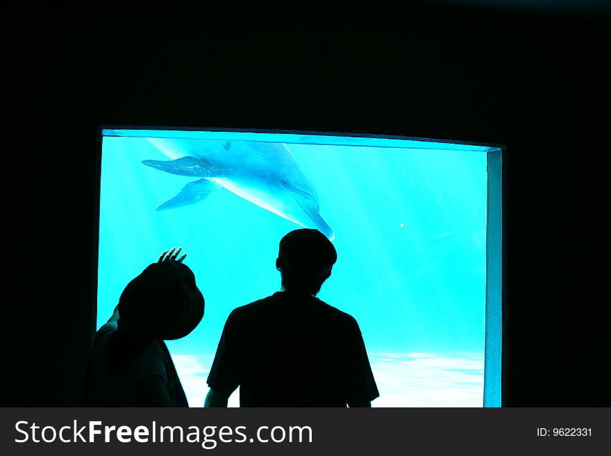 Couple before an aquarium, wihth dolphins. Couple before an aquarium, wihth dolphins