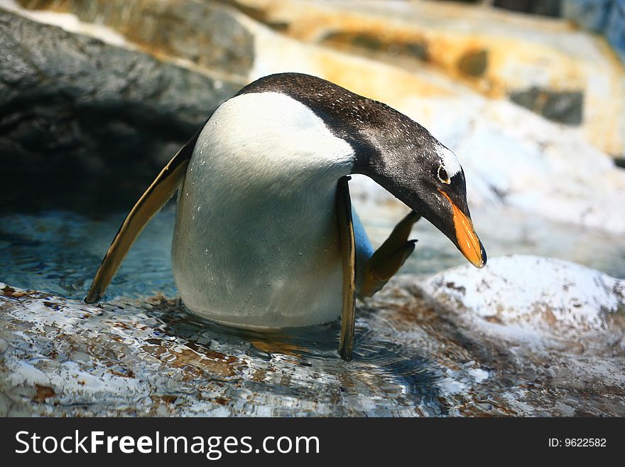 Penguin scratching it's head with feet