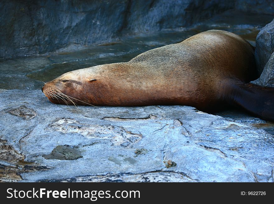 Lying seal sleeping on rocks