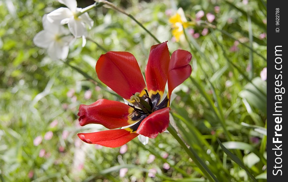 Open orange tulip in a spring garden. Close-up